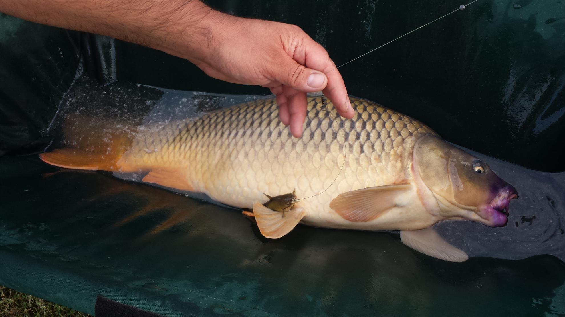 Hermes Peris 12 - 13 august 2015 - 20150812192627.jpg